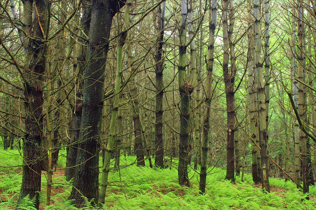 A stand of tall slender trees in dense green woodland, the ground between them thick with undergrowth.